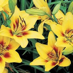 Lilium 'Grand Cru',  Lily 'Grand Cru', Asiatic Hybrid Lily 'Grand Cru', Summer flowering Bulb, early summer flowering lilies, yellow lilies, bicolor lilies, Award lilies